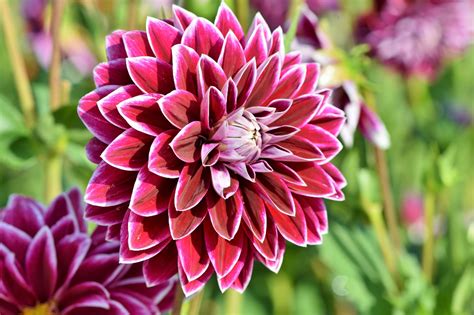 Dahlias | Dahlia flower pictures, Dahlia flower, Winter flowers