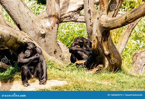 Two Western Chimpanzee in Their Habitat in Dublin Zoo Stock Photo - Image of animal, primate ...