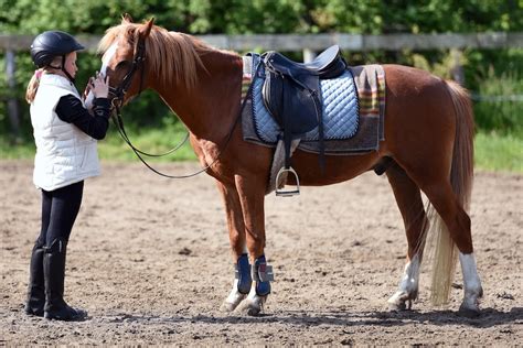 1hr NDIS Equine Facilitated Support Session - Chumcreek Horseriding and huts