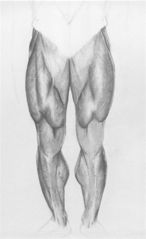 Leg Muscles Art Reference - Muscle Anatomy | Bodaswasuas