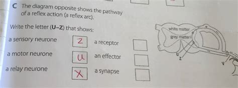 Solved: C The diagram opposite shows the pathway of a reflex action (a reflex arc). Write the le ...