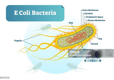 E Coli Bacteria Micro Biological Vector Illustration Cross Section Labeled Diagram Medical ...