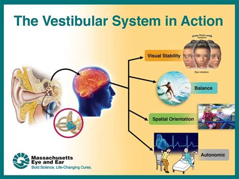 Vestibular function declines starting at age | EurekAlert!