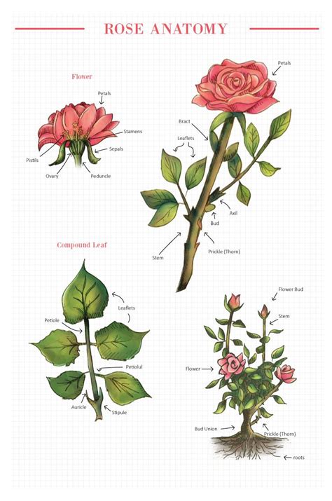 Rose Anatomy | Flower anatomy, Rose, Flower art