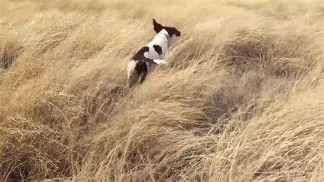 English Springer spaniel hunting pheasants - YouTube