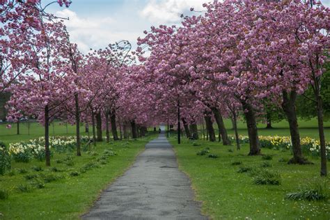 Blossoming Cherry Tree Free Stock Photo - Public Domain Pictures