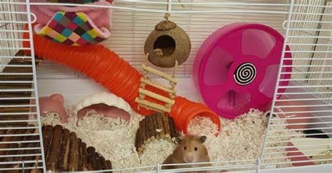 Hamsters as Pets