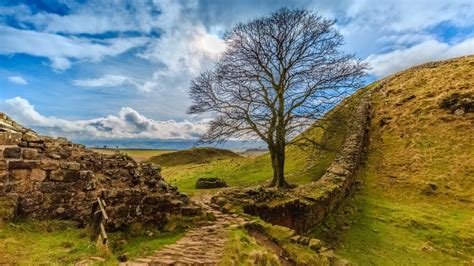 Why did the Hadrian’s Wall tree mean so much to us?