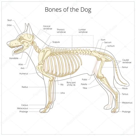 Tierärztliche Vektor-Illustration zum Skelett des Hundes - Vektorgrafik: lizenzfreie Grafiken ...