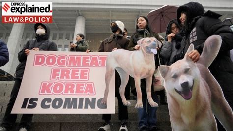 South Korea passes Bill to ban production and sale of dog meat: Why now, what the Bill says ...