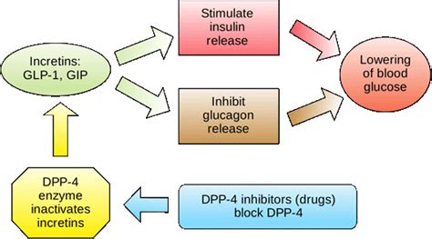 4. Regulation of Blood Glucose | ATrain Education