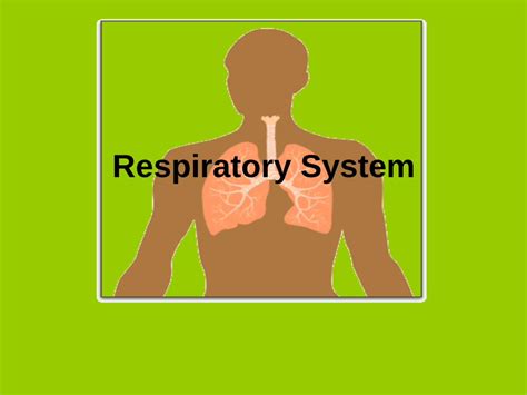 (PDF) Respiratory System - Madison County · PDF fileParts of respiratory system •Nasal cavity ...