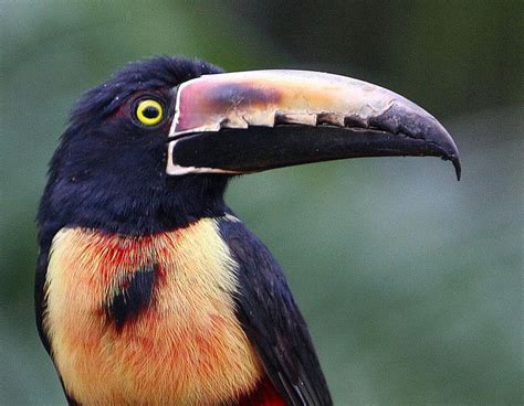 Collared Aracari | Bird species, Animals, Species