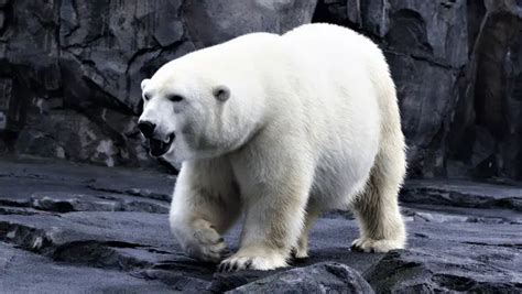 400+ Catchy Polar Bear Names + (Name Generator)2024