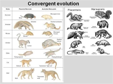 Convergent Evolution | DragonflyIssuesInEvolution13 Wiki | Fandom ...