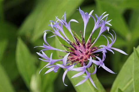 "Perennial Cornflower" Images – Browse 1,586 Stock Photos, Vectors, and Video | Adobe Stock