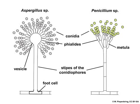 Different Types of Reproduction in Fungi - Your Learning Point