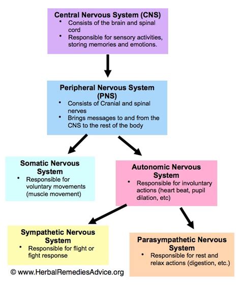 Structure of the Nervous System