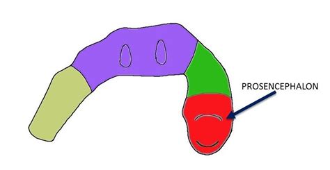 Prosencephalon - definition