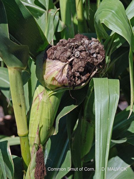 Common smut on corn | UMN Extension