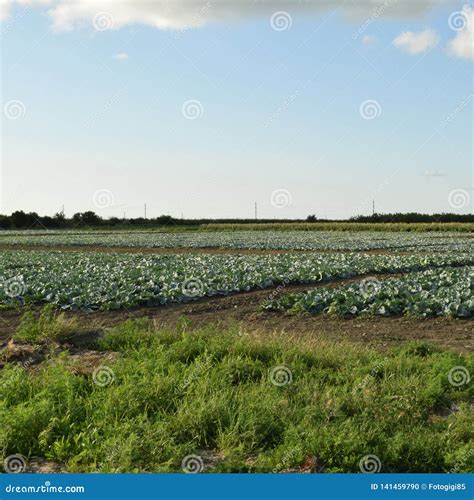 The cabbage field stock photo. Image of fresh, growing - 141459790