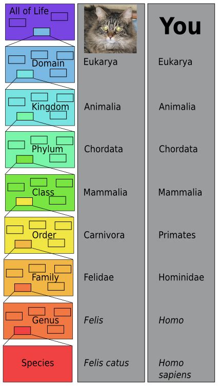 Current Smart Quiz: Carl Linnaeus Classification System