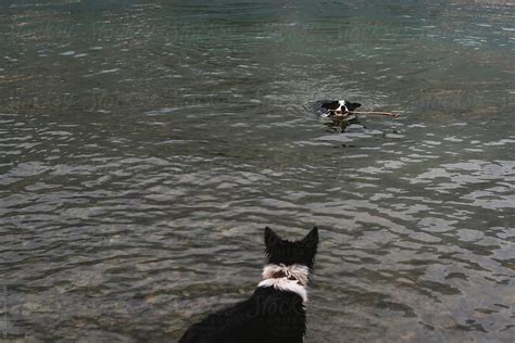 "Dogs Playing In The Water" by Stocksy Contributor "Simone Wave" - Stocksy