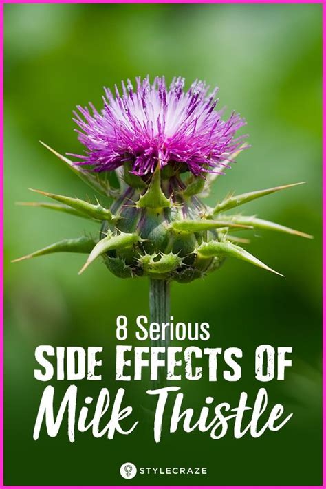 8 Side Effects of Milk Thistle You Should Be Aware Of | Milk thistle ...