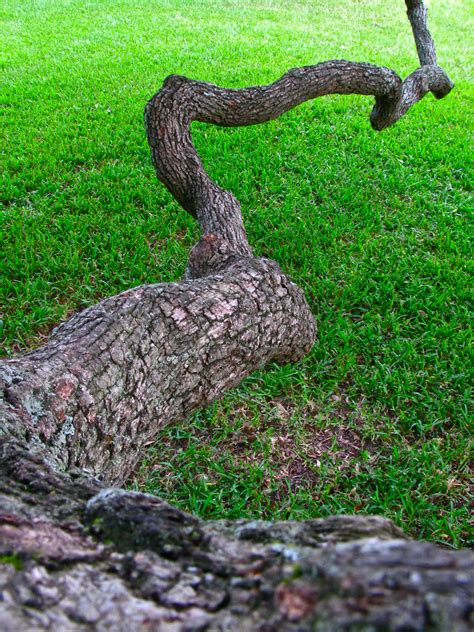 Low hanging limb | Of a live oak, next to the Peace Rose Gar… | Flickr