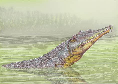 Phytosaur Fossil | Natural Atlas