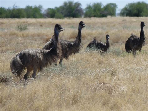 Best Destinations for Australian Wildlife Photography - Globeblogging