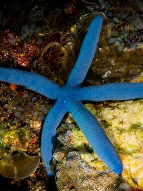 Blue sea star | Underwater photography, Sea life, Sea star