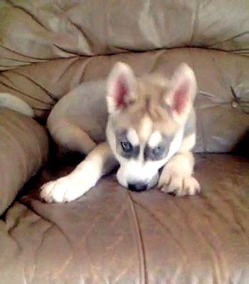 husky gifs | WiffleGif