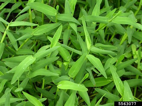 Asian watergrass (Hygroryza aristata)