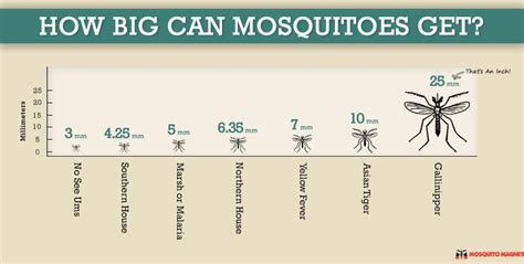 Mosquito Species and Their Sizes