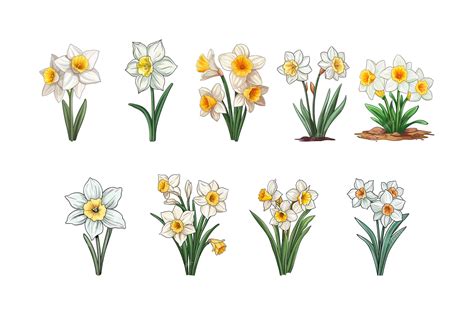 Premium Vector | Hand drawn Narcissus flower arrangement clipart