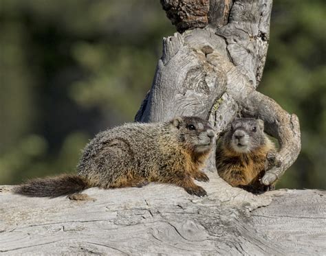 Grand Teton National Park | Marmots