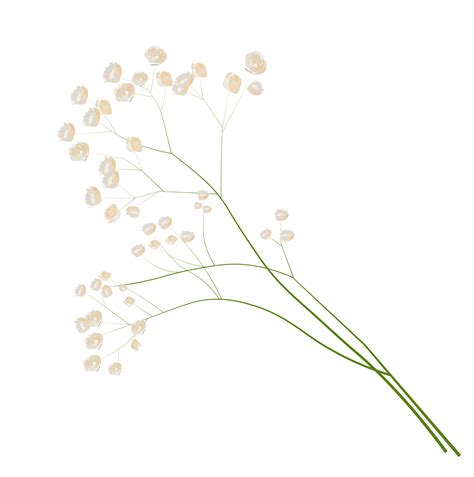 Gypsophila stock vector illustration. Delicate elegant floral for an ...