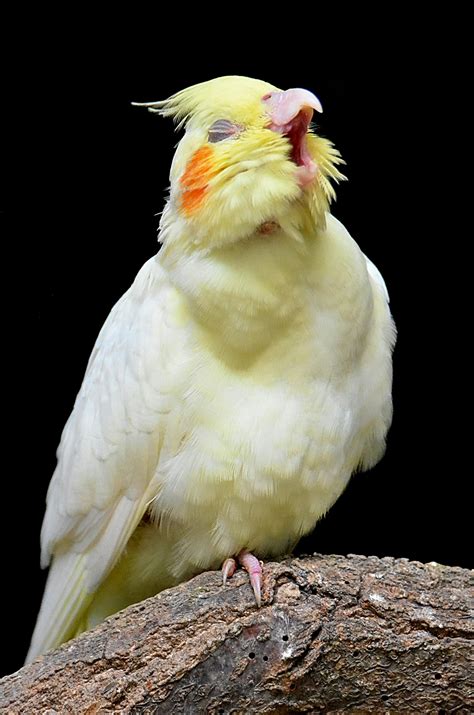 77+ Best Free Cockatoo Stock Photos & Images · 100% Royalty-Free HD ...