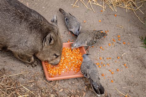 The Secret Life of Wombats: Understanding the Habits and Characteristics of the Marsupial ...