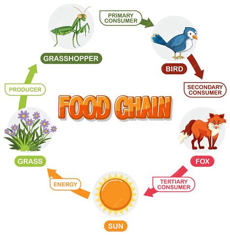 Free Vector | Illustrated Food Chain Diagram