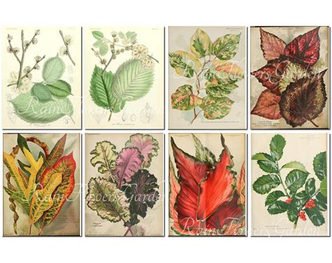 HERBARIUM Set-7 vintage 40 printable 8.5x11 inch | Etsy