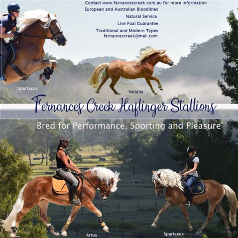 Haflinger Horse Breeders | Stallion Service | Fernances Creek