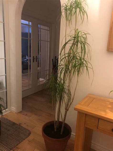 Indoor plant-Madagascar Dragon Tree, large | in East Dunbartonshire | Gumtree