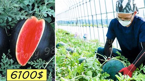 Japan Agriculture Technology - World's Most Expensive Watermelon ...