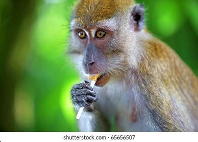 Portrait Macaque Monkey Eating Lollipop Stock Photo 65656507 | Shutterstock