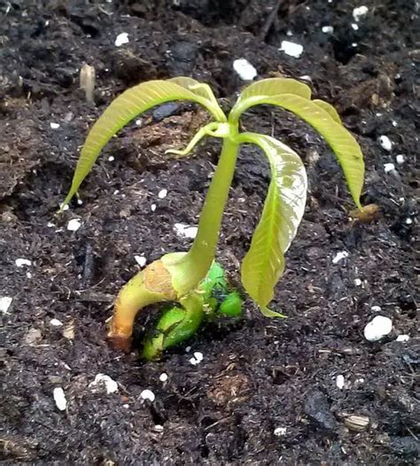 How to Grow Mango From Seed - Plant Instructions