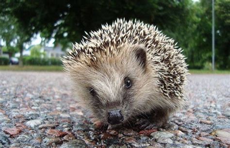 European Hedgehog Facts, Habitat, Diet, Life Cycle, Baby, Pictures