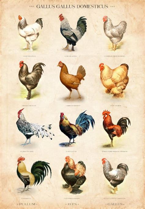 Vintage Chicken Breed Chart Limited Edition Art Print | Etsy | Chicken breeds chart, Chicken ...