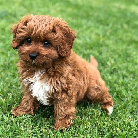 Cute dogs and puppies, Puppies, Cavapoo puppies